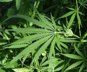 Cannabis Concentrates: Understanding Different Extracts and Safe Dosage Practices